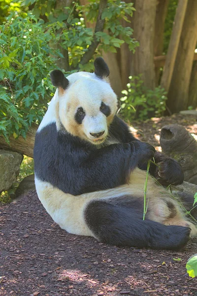 Гигантская Панда Ест Бамбуковые Побеги Листья Гигантская Панда Известная Панда — стоковое фото