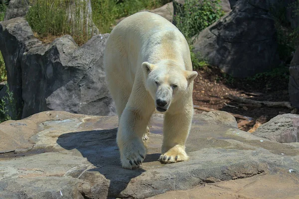 Large Polar Bear Walks Park Animals Wild One Largest Predators Stock Picture
