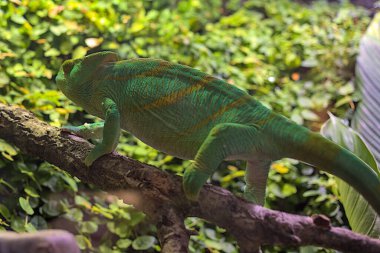 Yetişkin bir papazın bukalemunu ağaç dallarına tırmanıyor. Madagaskar vahşi hayvan. Yeşil yaprakların bulanık arkaplanı.