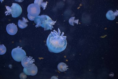Derin mavi sularda yüzen bir grup güzel denizanası. Theriology, turizm, dalış, sualtı yaşamı.