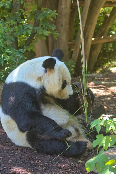 Giant Panda eating bamboo shoots and leaves. The giant panda also known as the panda bear (or simply the panda), is a bear species endemic. Endangered species. Black and white mammal.