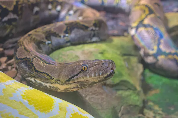 Reticulated python snake with head raised. Tropical fauna. Wildlife and zoology. Photography of nature and animals.