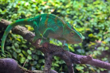 Yetişkin bir papazın bukalemunu ağaç dallarına tırmanıyor. Madagaskar vahşi hayvan. Yeşil yaprakların bulanık arkaplanı.