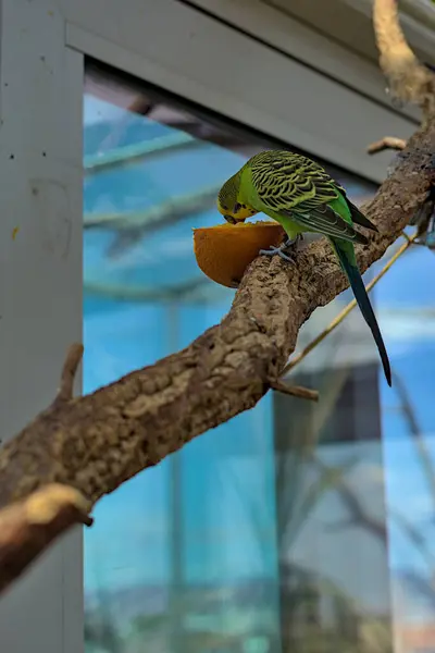 A yellow-green budgie sits on a thick branch and eats an orange. Pet on the background of a blue window.