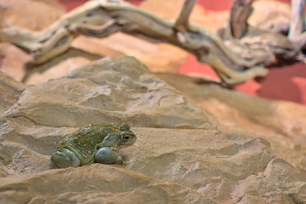 科罗拉多河蛤蟆或索诺兰沙漠蛤蟆 有毒野生动物 — 图库照片