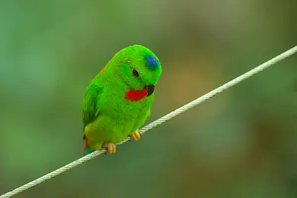 Egy Nagyon Kicsi Aranyos Élénk Zöld Kék Koronás Papagáj Vagy — Stock Fotó