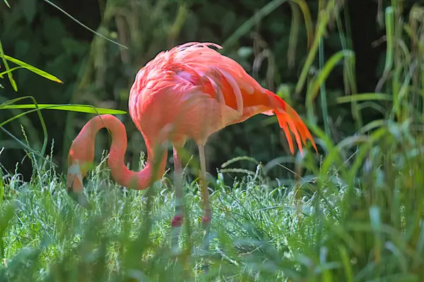 Een Roze Flamingo Loopt Tegen Een Achtergrond Van Helder Groen — Stockfoto