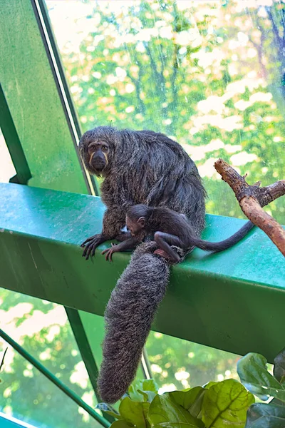 サキの猿は 赤ん坊が母親の尻に遊んでいるように写真家を見ます ジェフロイのサキの僧とも呼ばれ これらの霊長類は南アメリカ原産のサキサルの種である — ストック写真