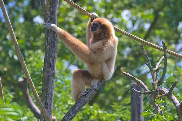 Gibbone Grande Scimmia Siede Sui Rami Albero Una Famiglia Primati — Foto Stock