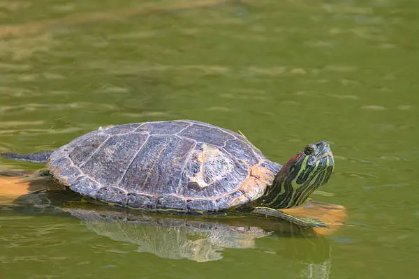 Eine Rotohr Schildkröte Sonnt Sich Mit Erhobenem Kopf Der Prallen — Stockfoto