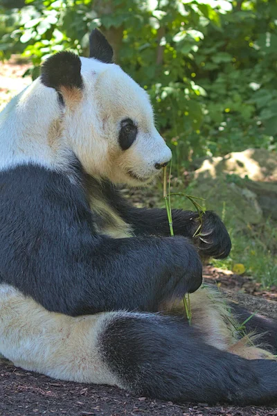 Giant Panda eating bamboo shoots and leaves. The giant panda also known as the panda bear (or simply the panda), is a bear species endemic. Endangered species. Black and white mammal