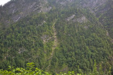 Ağaçlarla kaplı dağ yamaçları ve dağ siluetleri ile her zaman yeşil kozalaklı ağaçlar sisle kaplanmış. Avusturya, Alpler 'deki mistik manzara.