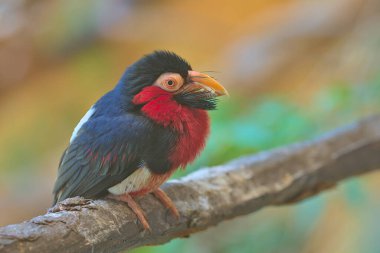 Sakallı Barbet, dalda oturan Afrikalı Barbet. Yeni Dünya ve Eski Dünya barbeküleri farklı ailelere yerleştirilse de, Barbet kuşları dünya çapında tropikal bir dağılıma sahiptir..