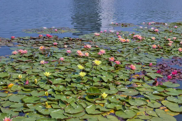Beautiful pink and yellow water lily or lotus flowers in a pond. They are excellent permanent inhabitants of water gardens. Warm summer sunny day. Colorful summer landscapes with water flowers.