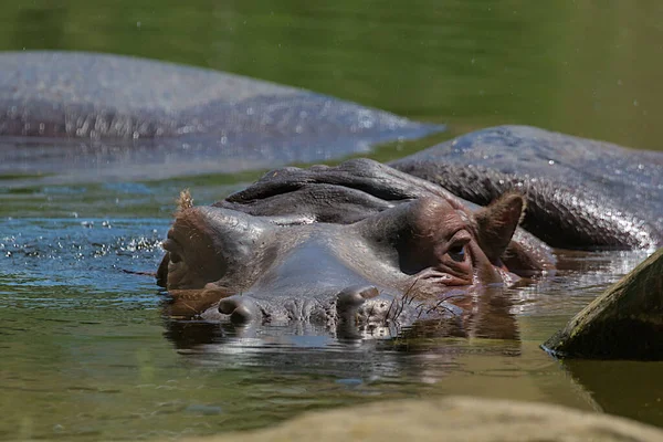 Common hippopotamus in the water. Portrait of an amphibian hippo. These dangerous large herbivores live in the African savanna, on the banks of rivers and lakes. Beauty in nature.