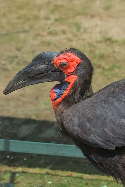 Close-up of a red-billed Kaffir Horned Raven in profile. Horned raven on a blurred background.