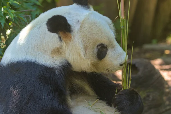 Giant Panda eating bamboo shoots and leaves. The giant panda also known as the panda bear (or simply the panda), is a bear species endemic. Endangered species. Black and white mammal.