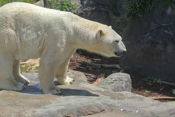 Large Polar Bear Walks Park Animals Wild One Largest Predators Royalty Free Stock Photos