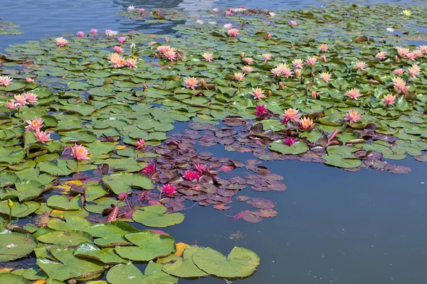 Beautiful pink and red water lily or lotus flowers in a pond. They are excellent permanent inhabitants of water gardens. Warm summer sunny day. Colorful summer landscapes with water flowers.