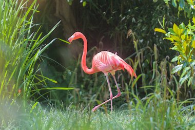 Pembe bir flamingo parlak yeşilliğin arka planında yürür. Flamingolar veya flamingolar bir tür dalıcı kuştur. Flamingolar genellikle bir bacağının üzerinde durur, diğeri ise vücudun altına bastırılır..