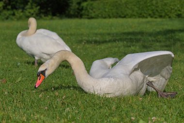 Yeşil bir çayırda parlak, güzel, beyaz bir kuğu bulunur. Bir kuğunun romantik portresi. Yakın plan. Güneşli bir gün.