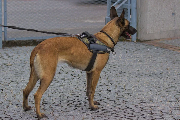 Yürüyüşe çıkmış evcil hayvan kavramı. Belçikalı Çoban Malinois şehirde. Çekici, aktif ve enerjik safkan bir köpek. Evcil hayvan.