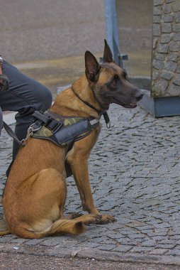 Yürüyüşe çıkmış evcil hayvan kavramı. Belçikalı Çoban Malinois şehirde. Çekici, aktif ve enerjik safkan bir köpek. Evcil hayvan.