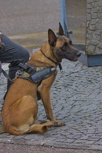Yürüyüşe çıkmış evcil hayvan kavramı. Belçikalı Çoban Malinois şehirde. Çekici, aktif ve enerjik safkan bir köpek. Evcil hayvan.