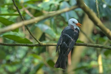 Doğanın arka planına karşı bir ağaç dalında siyah beyaz başlı Bulbul 'un görüntüsü. Bulbul ailesinden gelip geçen kuşların türleri. Vahşi doğanın güzelliği.