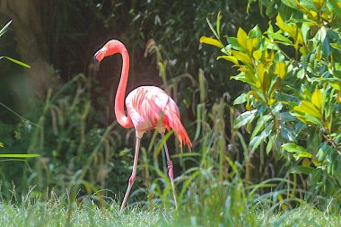 Pembe bir flamingo parlak yeşilliğin arka planında yürür. Flamingolar veya flamingolar bir tür dalıcı kuştur. Flamingolar genellikle bir bacağının üzerinde durur, diğeri ise vücudun altına bastırılır..