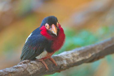 Sakallı Barbet, dalda oturan Afrikalı Barbet. Yeni Dünya ve Eski Dünya barbeküleri farklı ailelere yerleştirilse de, Barbet kuşları dünya çapında tropikal bir dağılıma sahiptir..