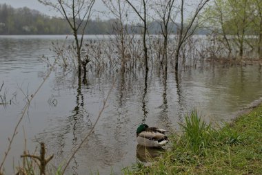 Dinyeper 'in yüksek suları şiddetli yağmurlar ve çok miktarda karın erimesinden sonra. Nehir kıyılarından taştı ve Kyiv 'deki park alanını sel bastı. Doğal afet.