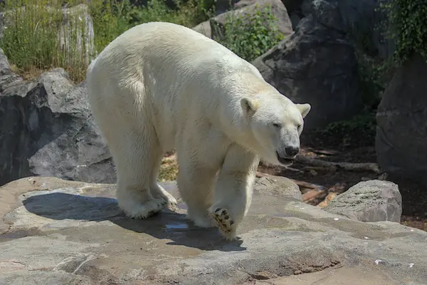A large polar bear walks in the park. Animals in the wild. They are one of the largest predators on Earth.