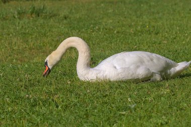 Yeşil bir çayırda parlak, güzel, beyaz bir kuğu bulunur. Bir kuğunun romantik portresi. Yakın plan. Güneşli bir gün.