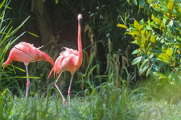 A pink flamingo walks against a background of bright greenery. Flamingos or flamingos are a type of wading bird. Flamingos usually stand on one leg, while the other is pressed under the body.