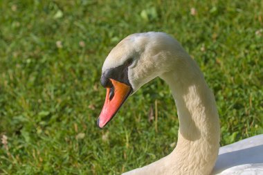 Yeşil bir çayırda parlak, güzel, beyaz bir kuğu bulunur. Bir kuğunun romantik portresi. Yakın plan. Güneşli bir gün.
