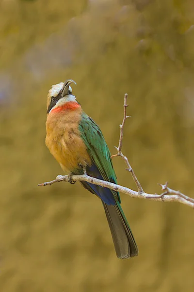 A charming bird, a white-fronted bee-eater, sits on a branch in dense thickets. Close-up photo of a bee-eater against a blurred background.