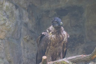 Sakallı akbaba, aynı zamanda akbaba ve osifraj olarak da bilinir, çok büyük bir yırtıcı kuştur. Kavisli galı büyük bir kuş bir kayanın üzerinde duruyor..