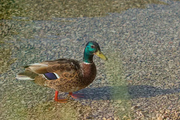 Close-up of a Mallard Duck who is standing in the Water. View to a beautiful male Duck at the Lake. Season of Mallard Ducks. Side View of a Mallard Duck. Animals and Wildlife Backgrounds.