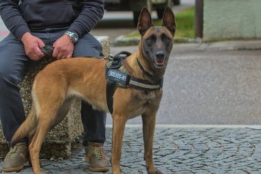 Hallstatt, Avusturya - 1 Temmuz 2023: Yürüyüşe çıkmış evcil hayvan kavramı. Belçikalı Çoban Malinois şehirde. Çekici, aktif ve enerjik safkan bir köpek. Evcil hayvan.
