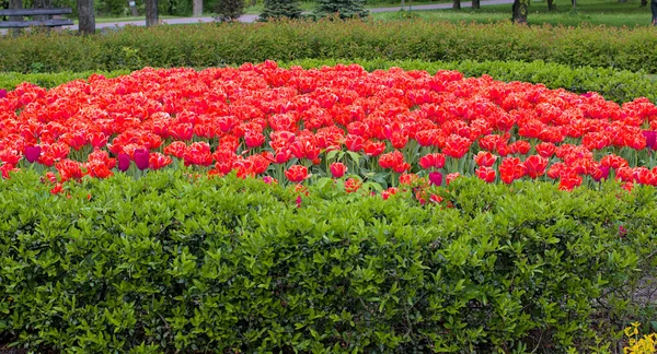 Meravigliosi Tulipani Rosso Brillante Con Cespugli Verdi Sullo Sfondo Fiori — Foto Stock
