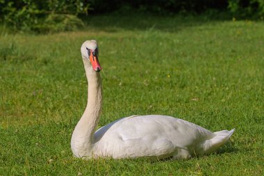 Yeşil bir çayırda parlak, güzel, beyaz bir kuğu bulunur. Bir kuğunun romantik portresi. Yakın plan. Güneşli bir gün.