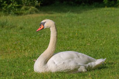 Yeşil bir çayırda parlak, güzel, beyaz bir kuğu bulunur. Bir kuğunun romantik portresi. Yakın plan. Güneşli bir gün.