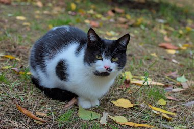 Güzel bir kedi fotoğrafçıya dikkatlice bakar. Evcil bir kedi sonbahar parkında yürüyor. Evcil hayvanlar. Yakın plan..