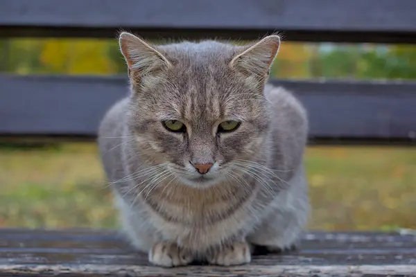 Güzel bir kedi fotoğrafçıya dikkatlice bakar. Evcil bir kedi sonbahar parkında yürüyor. Evcil hayvanlar. Yakın plan..