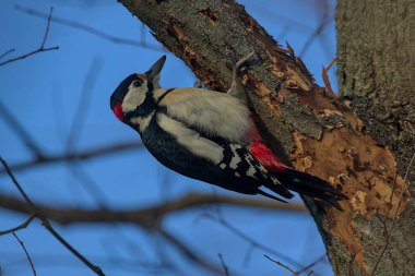 Büyük Benekli Ağaçkakan kalın bir dalda oturup yiyecek arıyor. Şehir kuşları. Doğadaki vahşi yaşam. Renkli bir arka plan ve hoş yumuşak bir ışık. Parlak güneşli bir gün. Kyiv, Ukrayna.