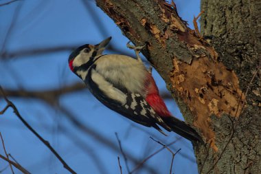 Büyük Benekli Ağaçkakan kalın bir dalda oturup yiyecek arıyor. Şehir kuşları. Doğadaki vahşi yaşam. Renkli bir arka plan ve hoş yumuşak bir ışık. Parlak güneşli bir gün. Kyiv, Ukrayna.
