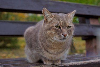 Güzel bir kedi fotoğrafçıya dikkatlice bakar. Evcil bir kedi sonbahar parkında yürüyor. Evcil hayvanlar. Yakın plan..