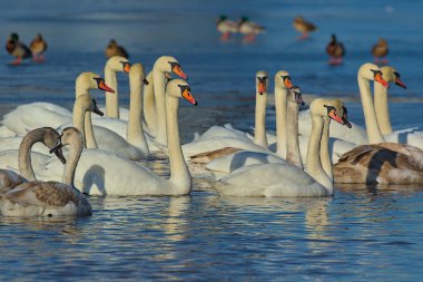 Büyük bir yüzen parlak beyaz kuğu sürüsü. Bir kuğunun romantik portresi. Vahşi yaşam sahnesi. Yakın plan..