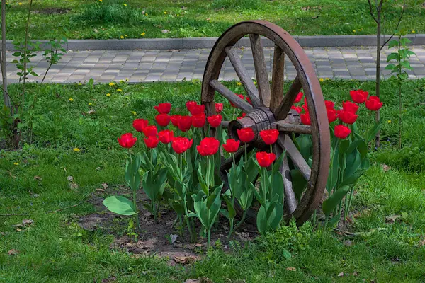 Antica Ruota Legno Circondata Tulipani Rossi Fiore Parco Primaverile Dettaglio — Foto Stock